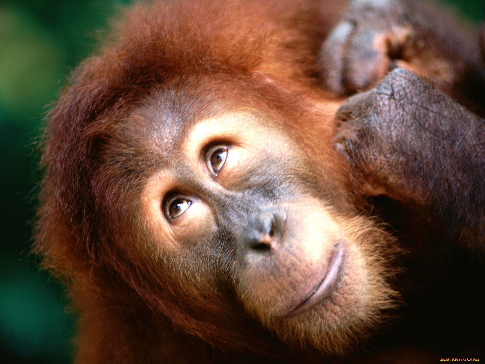 angelic, face, sumatran, orangutan, , 